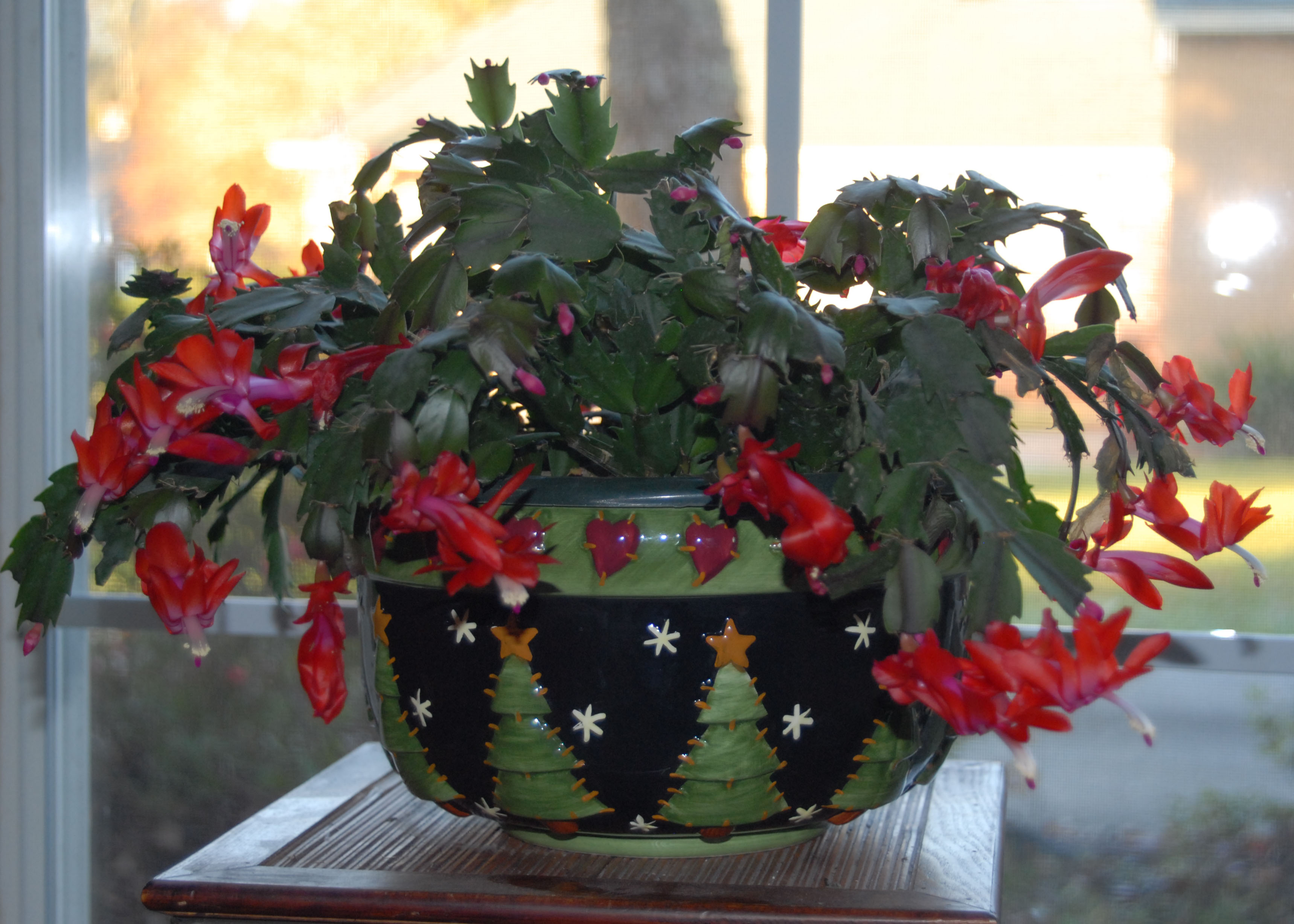 Take care of your holiday plants 